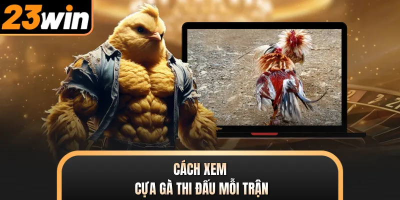 Cách xem cựa gà thi đấu mỗi trận