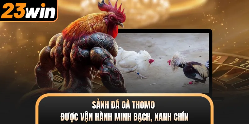 Sảnh đá gà Thomo được vận hành minh bạch, xanh chín